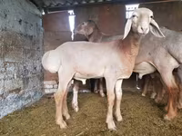 Vædder, Arashan sheep — foto 6