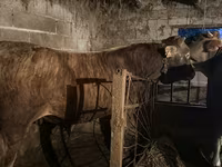 Býk, Swiss cattle — foto 4