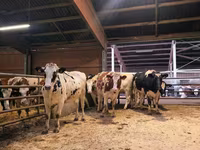 Sapi, Holstein breed — foto 3