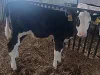 Vaca, Hereford — foto 4