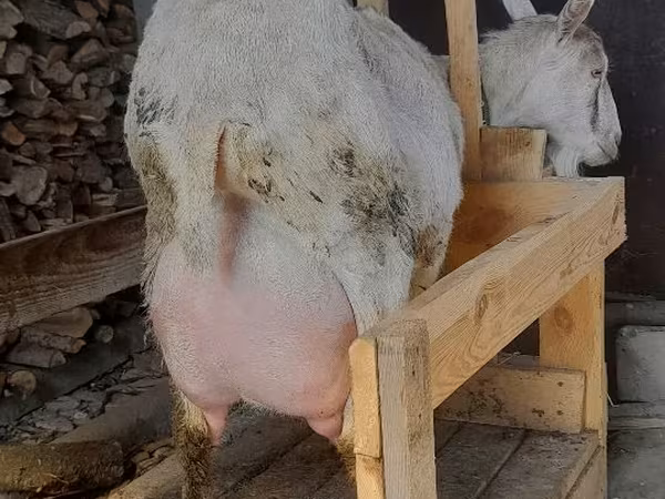 بز نر, Saanen goat