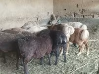 Pecora, Pecore — foto 2