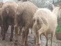 Ged, Saanen goat — foto 3