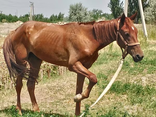 اسب نر, Thoroughbred horse