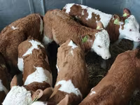 Býk, Simmental cattle — foto 1