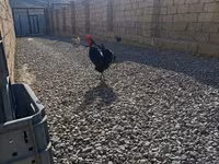 Chickens — 사진 6