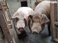 Scrofa, Дюрок — foto 1