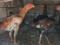 Chickens — foto 1