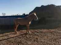 اسب نر, Altai horse — عکس 3