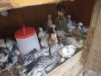 Cuce saxlamag ucun olan elde duzelmis taxdan DAM. 1 gunden — عکس 4