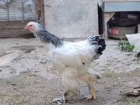 Brahma — foto 4