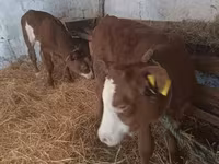 Ko, Simmental cattle — foto 1