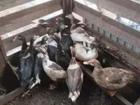 Ducks — foto 3