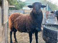قوچ, Romanov sheep — عکس 2