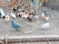 Guinea fowl — 사진 1