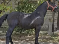 Kuda jantan, Horses — foto 3