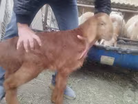 Beran, Arashan sheep — foto 3