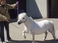 Kuda betina, Miniature horse — foto 5