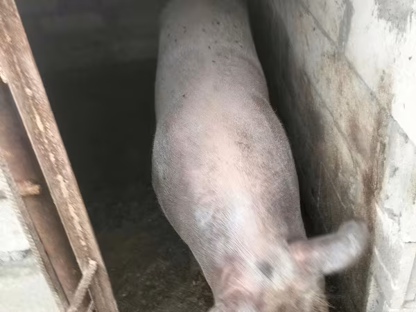 Cinghiale, Maiali