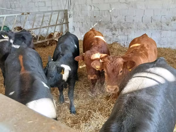 Bovinos (lote, sexo não especificado), Vaca Limousine