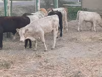 Bovine (lot, sex nespecificat), Vaca Limousine — foto 4