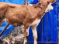 Ko, Simmental cattle — foto 4