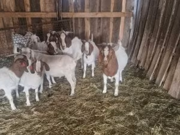 แพะตัวผู้, Boer goat
