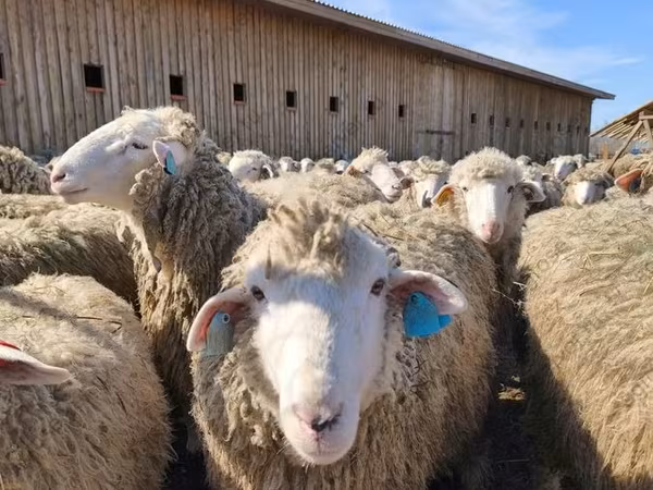 Får, Edilbay sheep