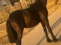 گھوڑا, گھوڑے — تصویر 2