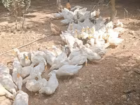 Německý pekin — foto 7