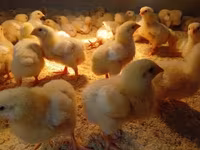 Chickens — foto 3