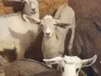 Ged, Nubian Goat — foto 2
