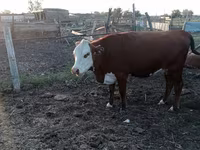 Vaca, Latvian Blue cattle — foto 3