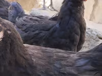 Chickens — foto 2