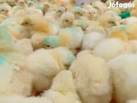 Chickens — foto 1