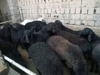 قوچ, Rhon sheep — عکس 5