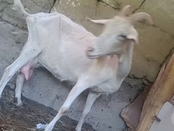 بز ماده, Alpine goat
