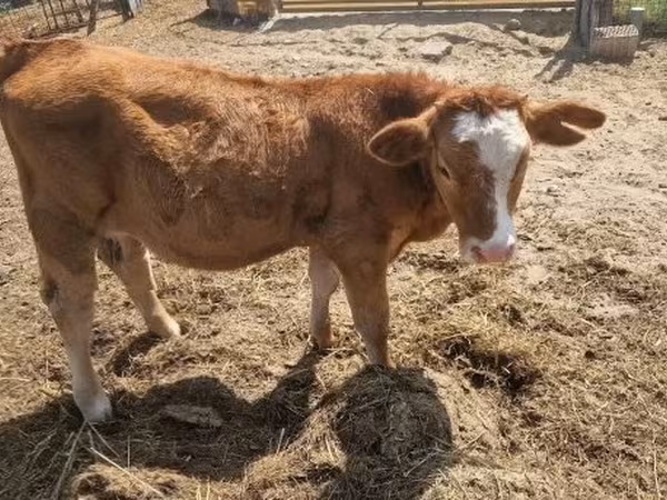 Cow, Simmental cattle — Hungary