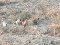 Chickens — sawirka 3