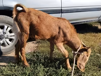 Buk, Nubian Goat — foto 2
