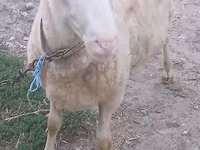 Kambing jantan, Sheep — foto 1