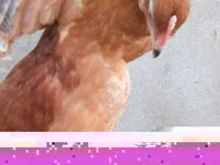 Chickens — Foto 2
