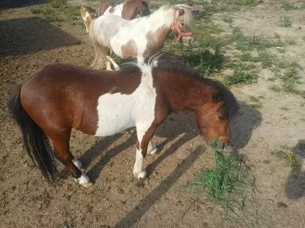 Horse (M), Shetland Pony — Hungary