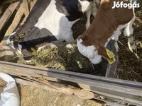 Lembu jantan, Simmental cattle — foto 2