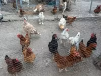 Chickens — fotografija 1
