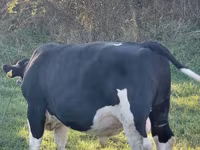 Buğa, Russian Black pied cattle — foto 2