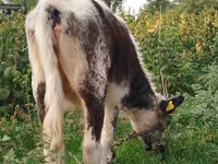 گاو ماده, Russian Black pied cattle — عکس 1