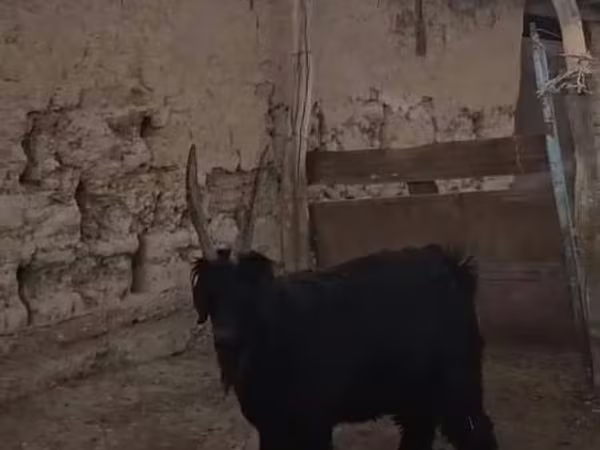 Kozioł, Kozy