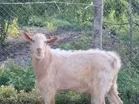 بز نر, Saanen goat — عکس 2