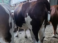 Үнээ, Latvian Blue cattle — 2 зураг